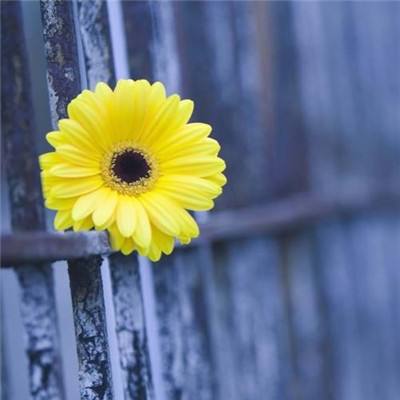 澳门王中王100%的资料app下载